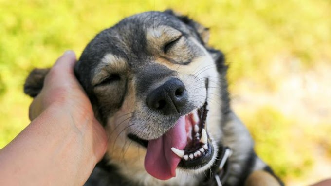 Κέρκυρα: Πήγε επίσκεψη και σκότωσε τον σκύλο του σπιτιού 