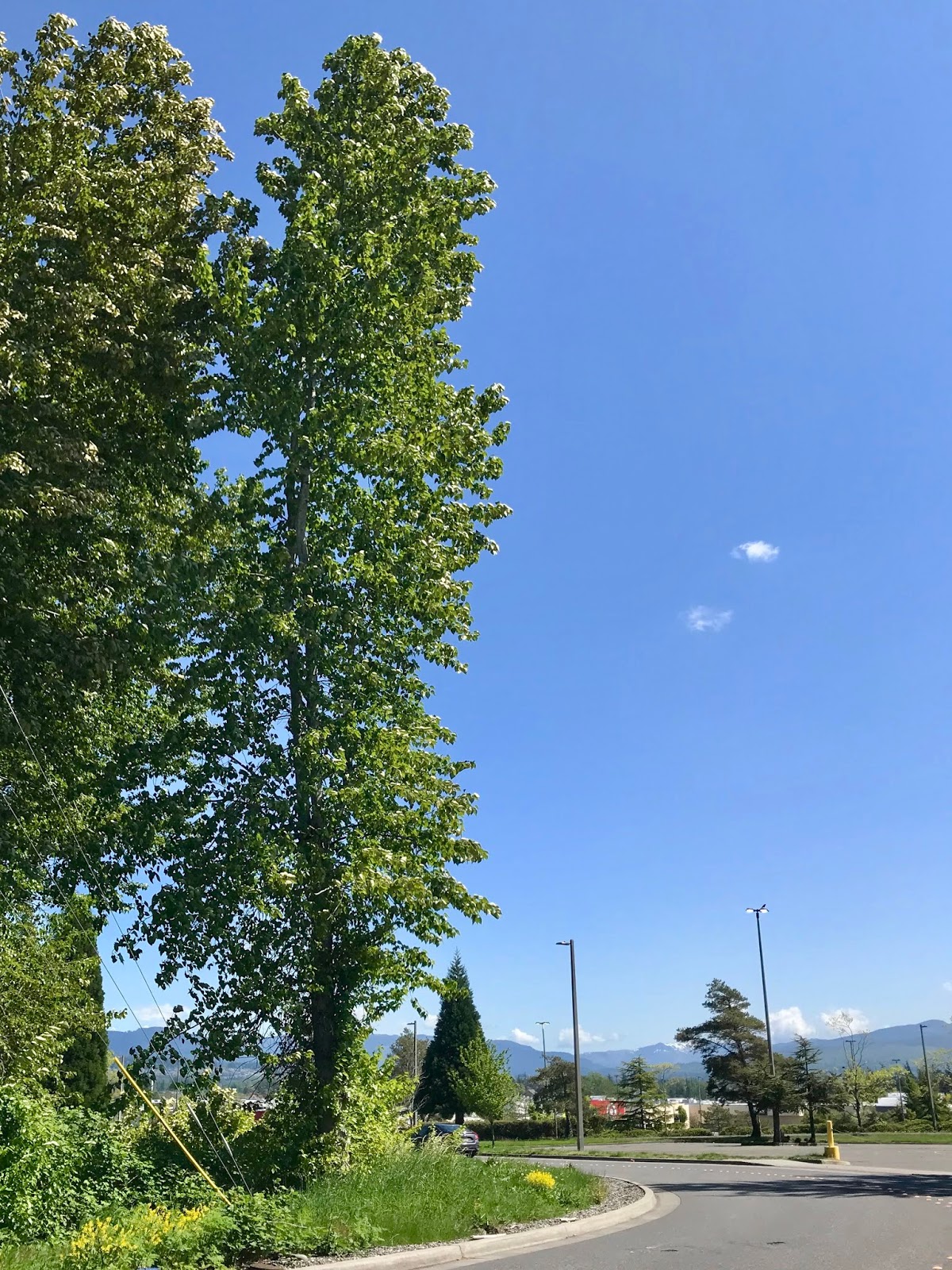 Margy Meanders Exploring Bellingham Cottonwood Trees
