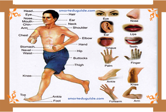 human body parts and their functions