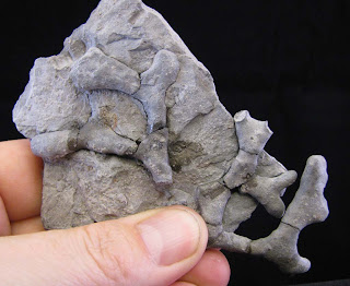 Views of the Mahantango: Atactotoechus furcatus bryozoan from the ...