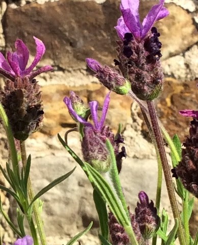 French Lavender 2ltr