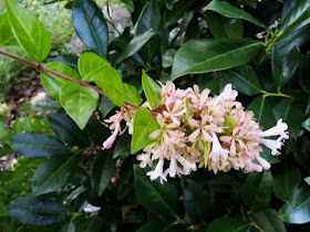 Flora Wonder Blog The Master Plant List And The Buchholz Nursery