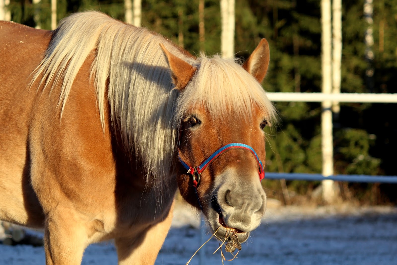 My life as Aino Haastetta hevosen omistajille