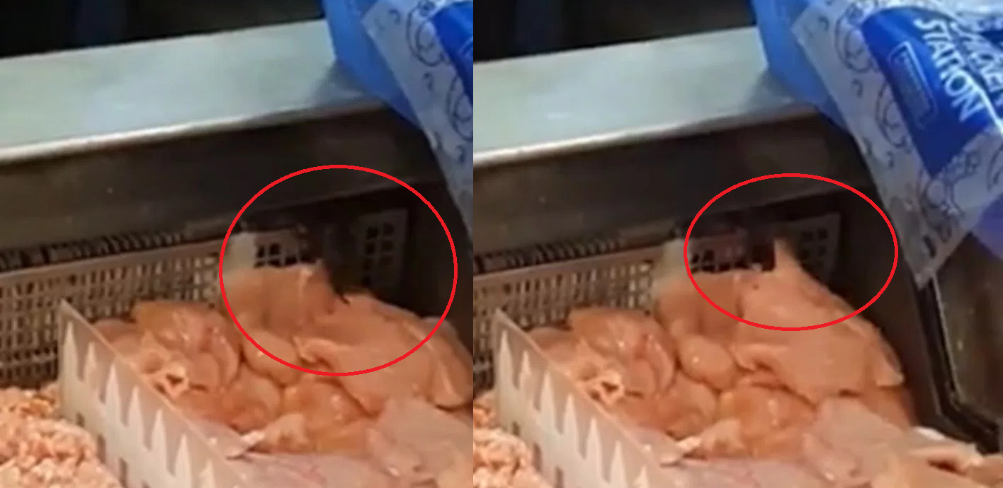 Philippine Reader A Guy Shared a Video Of a Big Rat Eating Raw Chicken