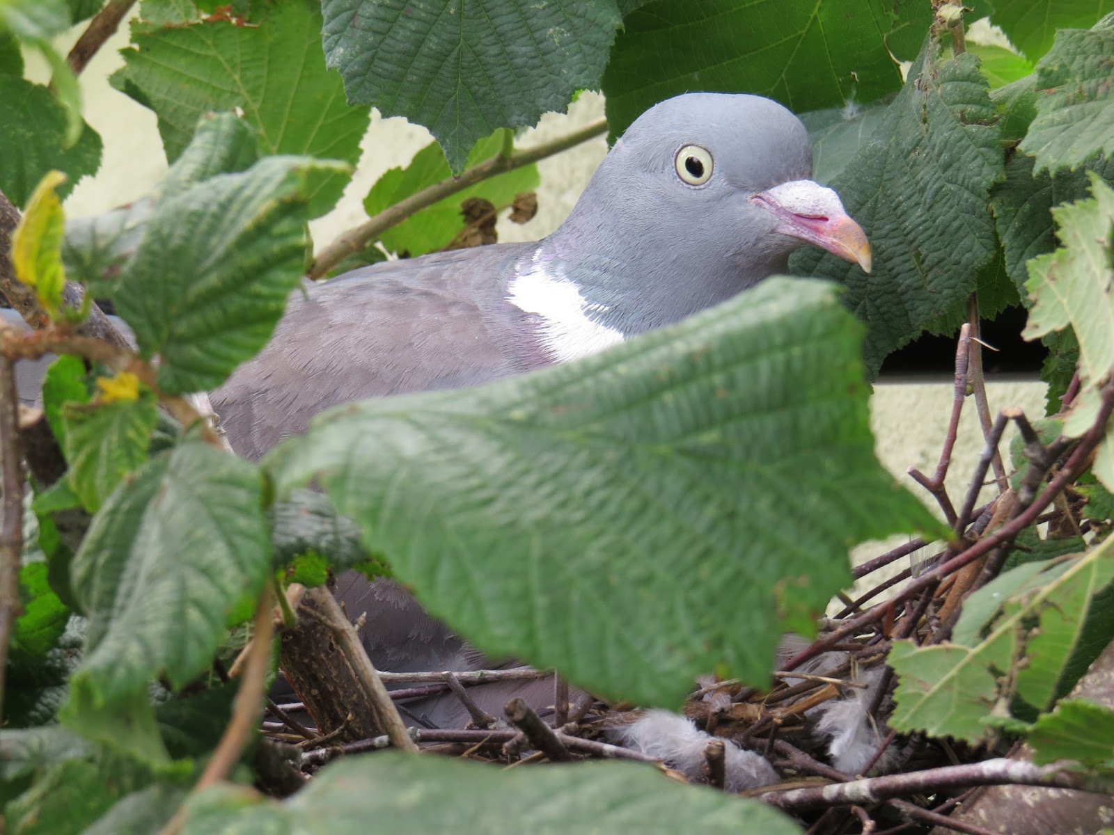 Appleton Wildlife Diary Pigeons And Bears