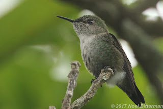 Vervain Hummingbird