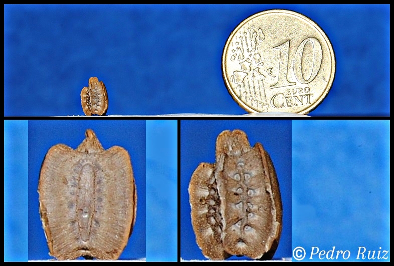 Huevo de Phyllium bioculatum Huevo de Phyllium bioculatum