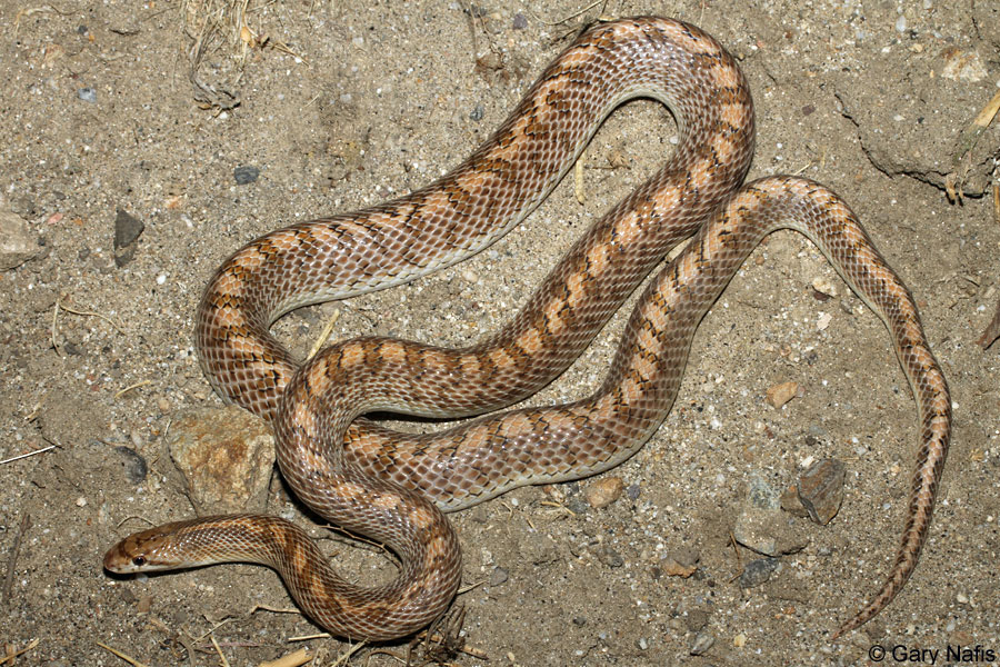 Snakes: Snakes In South Africa