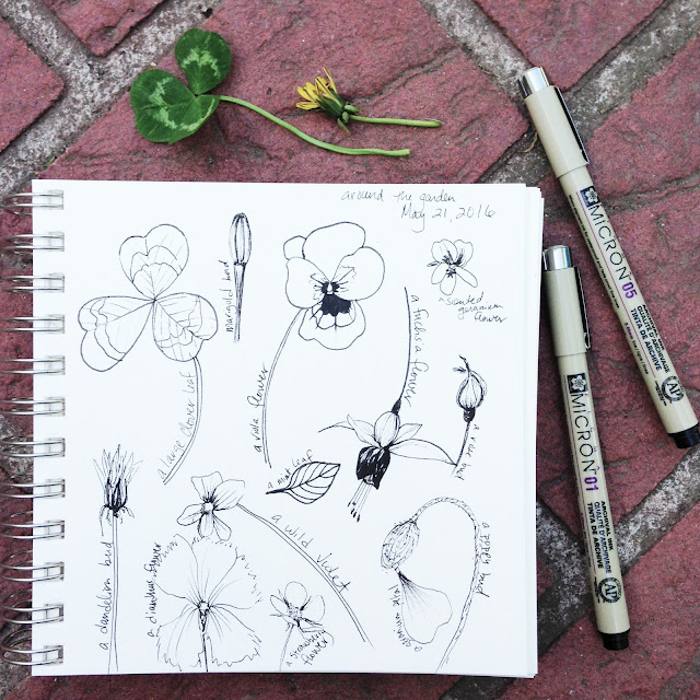 sketchbook, daily sketchbook, botanical sketchbook, Anne Butera, My Giant Strawberry