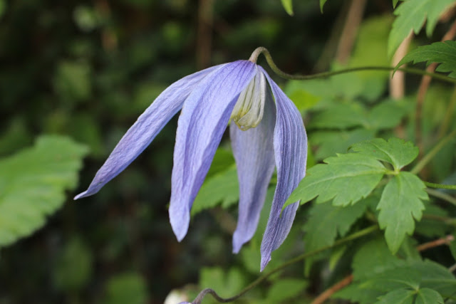 Alpine clematis 'Francis Rivis' at the bottom of the garden