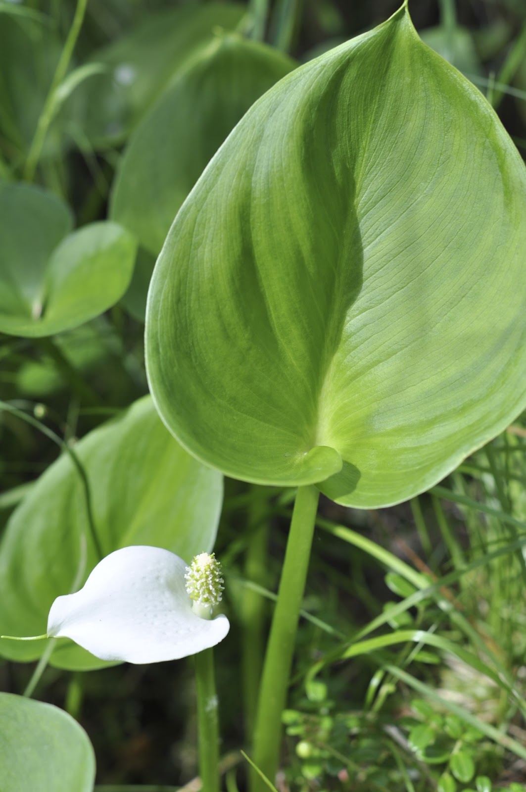 Northern Exposure Gardening Wild Calla Lily In The Bog northern-exposure-gardening-wild-calla-lily-in-the-bog