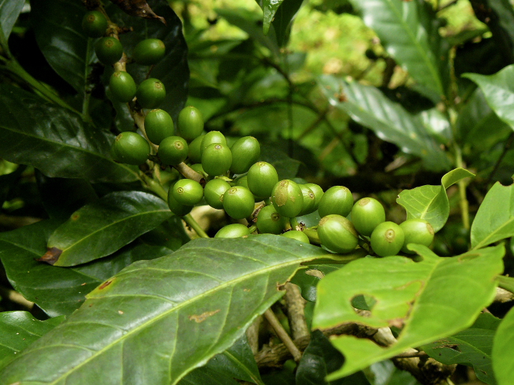 cafe robusta kerala