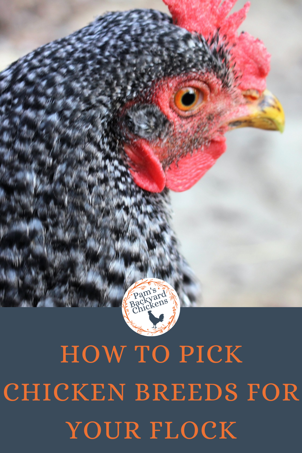Pam's Backyard Chickens How to Pick Chicken Breeds for Your Flock