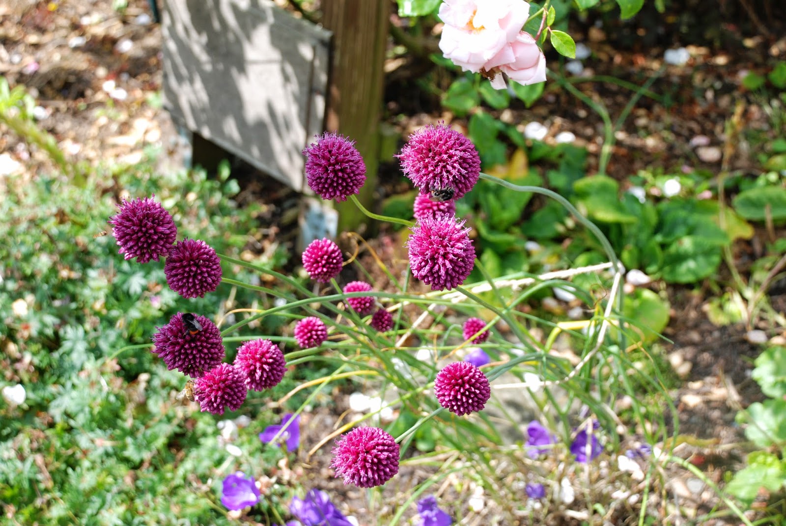Bickenbach Blumen Zierlauch Kugel Lauch
