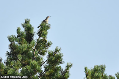 Griva (Turdus viscivorus)