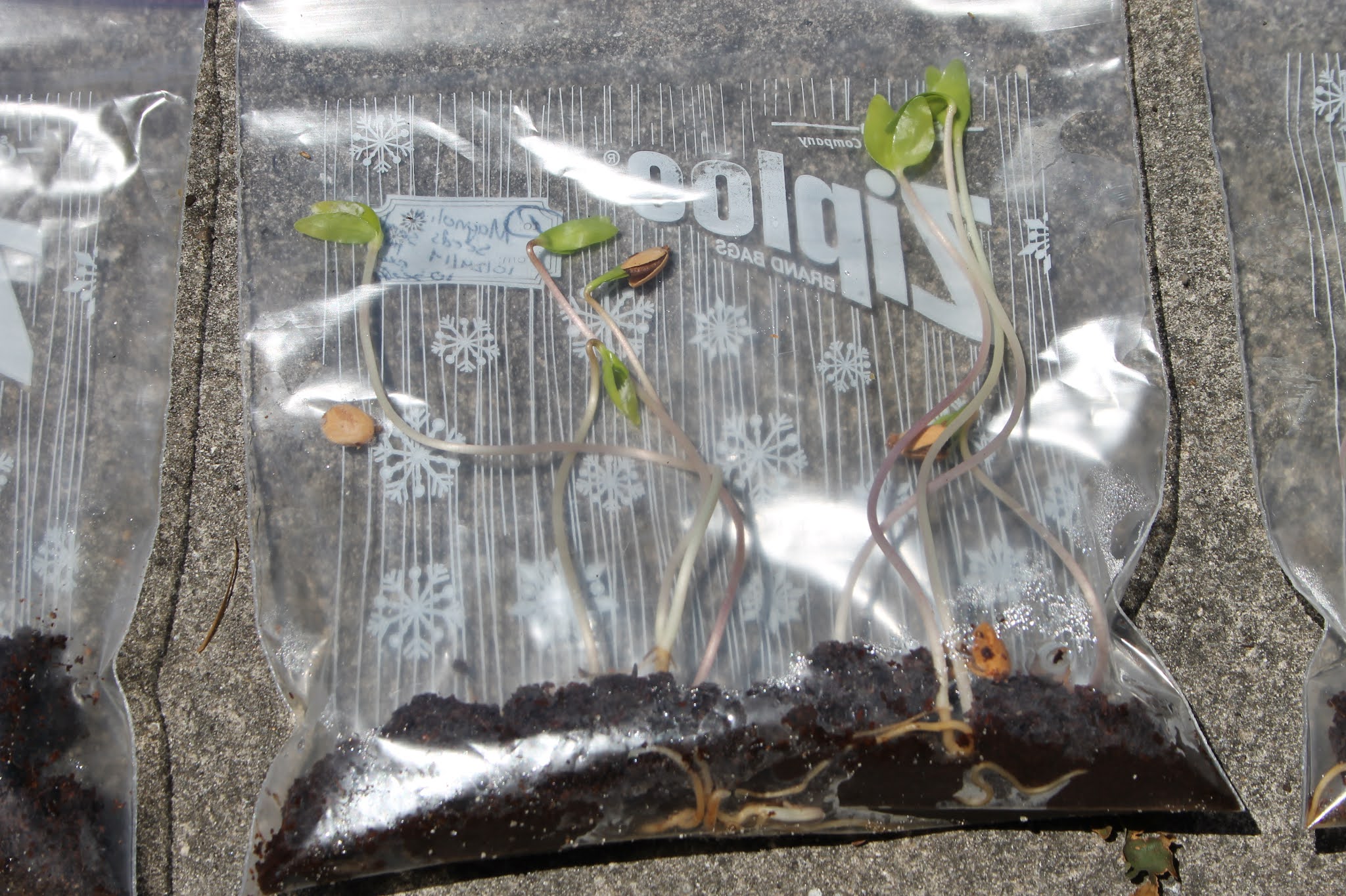 How To Grow Magnolia Trees From Seeds