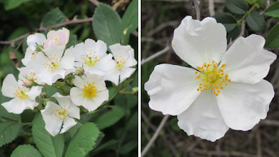 wildflower photography