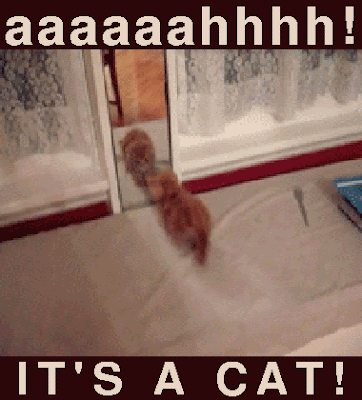 aaahhhhh-its-a-cat-ahhhhh-error-404-funny-cats.gif