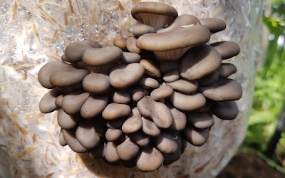 Mushroom cultivation webinar in Mumbai