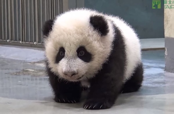 El bebé panda que no quería dormir