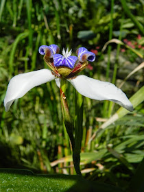 Neomarica gracilis Apostle Plant Walking Iris Allan Gardens Conservatory by garden muses-not another Toronto gardening blog