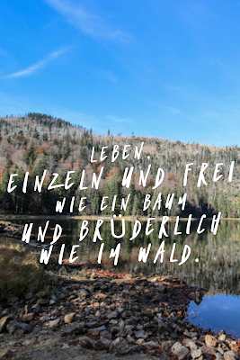 Die 50 besten Zitate zu den Themen Wald und Bäume | Waldzitate | Baumzitate | Naturzitate | Zitate-Wald | Inspirierende-Zitate