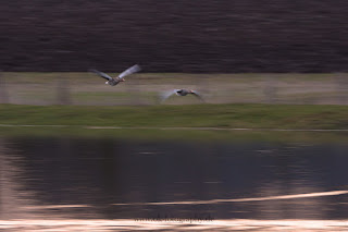 Naturfotografie Mitzieher ICM Lippeaue