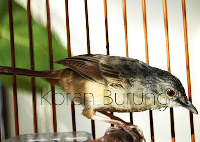 Macam - Macam Ciblek / Prenjak Yang Ada Di Indonesia Ciblek kali ini menjadi pembahasan yang cukup menarik Macam - Macam Ciblek / Prenjak Yang Ada Di Indonesia