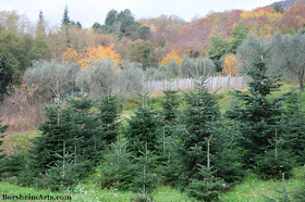 The Good Life Christmas Trees from Castelvecchio in Tuscany