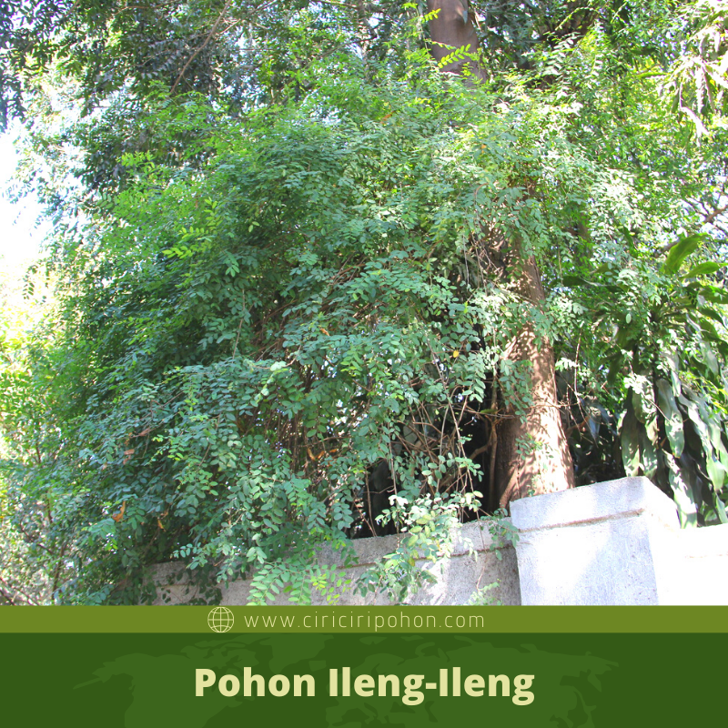 Ciri Ciri Pohon IlengIleng (Phyllanthus reticulatus) Di Alam Liar