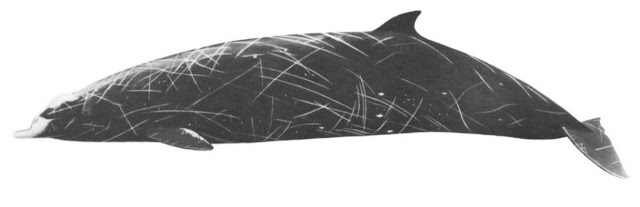 Hubbs gagalı balinası