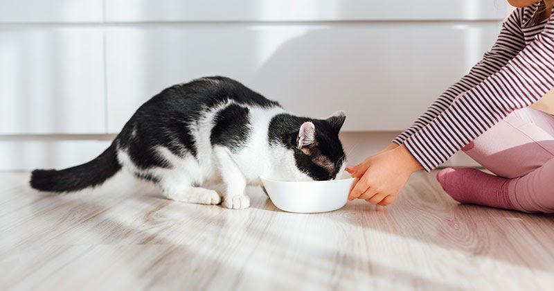 5 Easy Cat Chores For Kids With A Free Printable Chore Chart