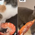 Gato com nojo de camarão viraliza nas redes sociais