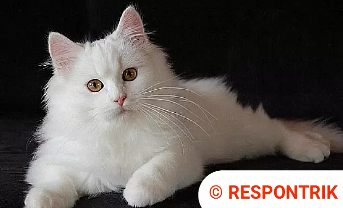Harga kucing Anggora Persia umur 3, 6, 11 bulan kitten mix domestic