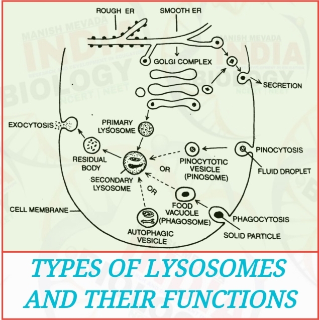 Lysosomes MANISH MEVADA NEET BIOLOGY