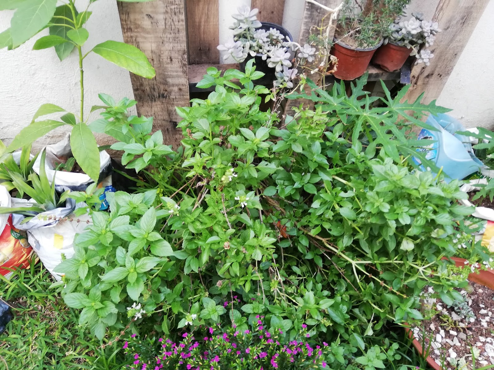 Como plantar semillas de albahaca en maceta