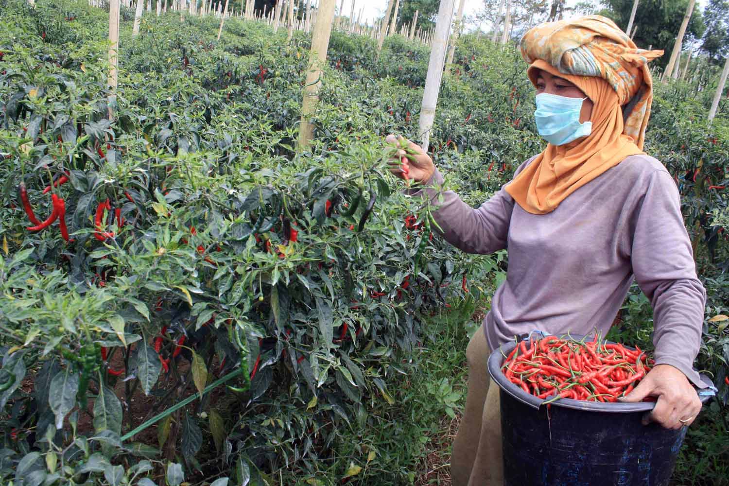 Pengertian Agribisnis Adalah Subsistem Agribisnis Tujuan