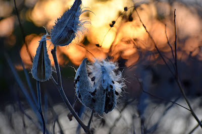 Sunset on seed pods