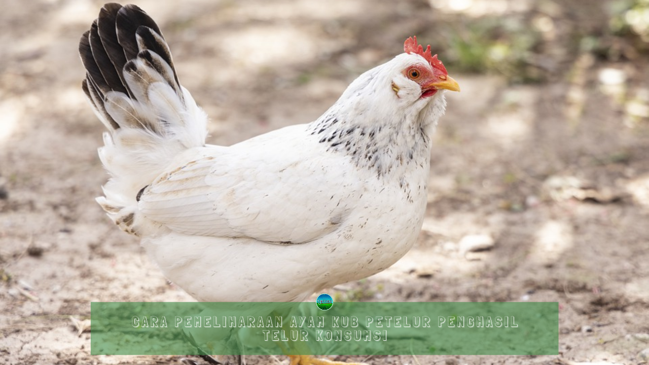 Cara Pemeliharaan Ayam KUB Petelur Penghasil Telur Konsumsi