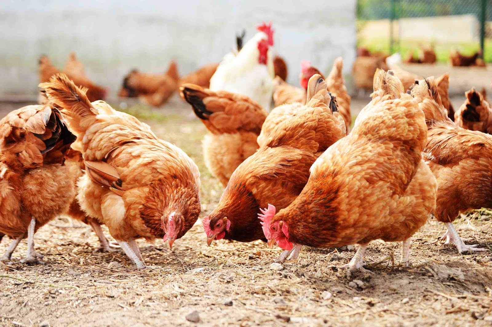Cara Mudah Beternak Ayam Kampung Petelur