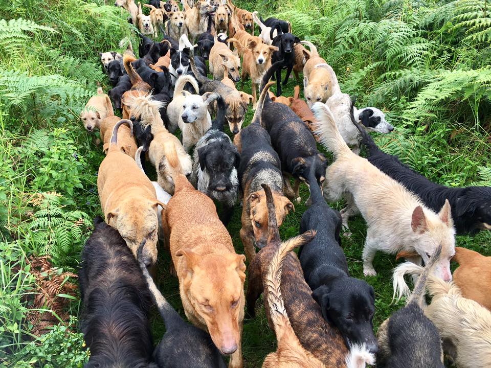 Interesting Things I Have Found Lots of Dogs