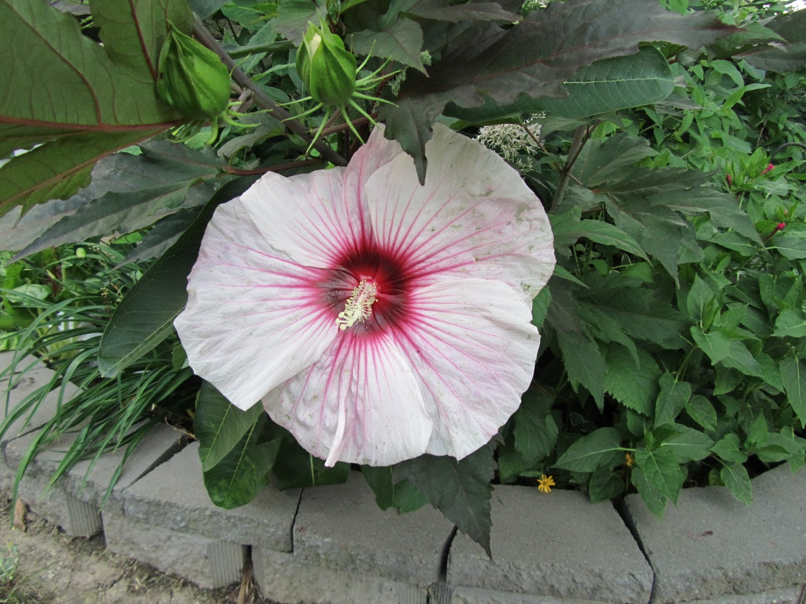 Cheesehead Gardening: What's Blooming