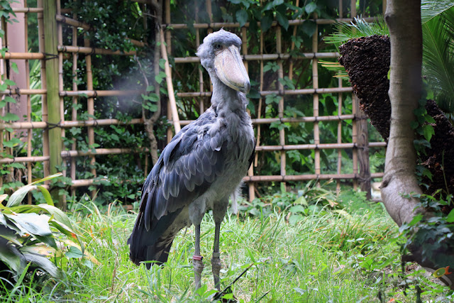 上野動物園のハシビロコウ