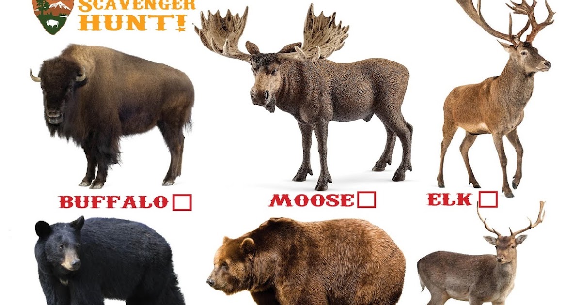 animals that are scavengers animals that are scavengers
