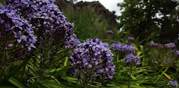 The mysterious purple flower