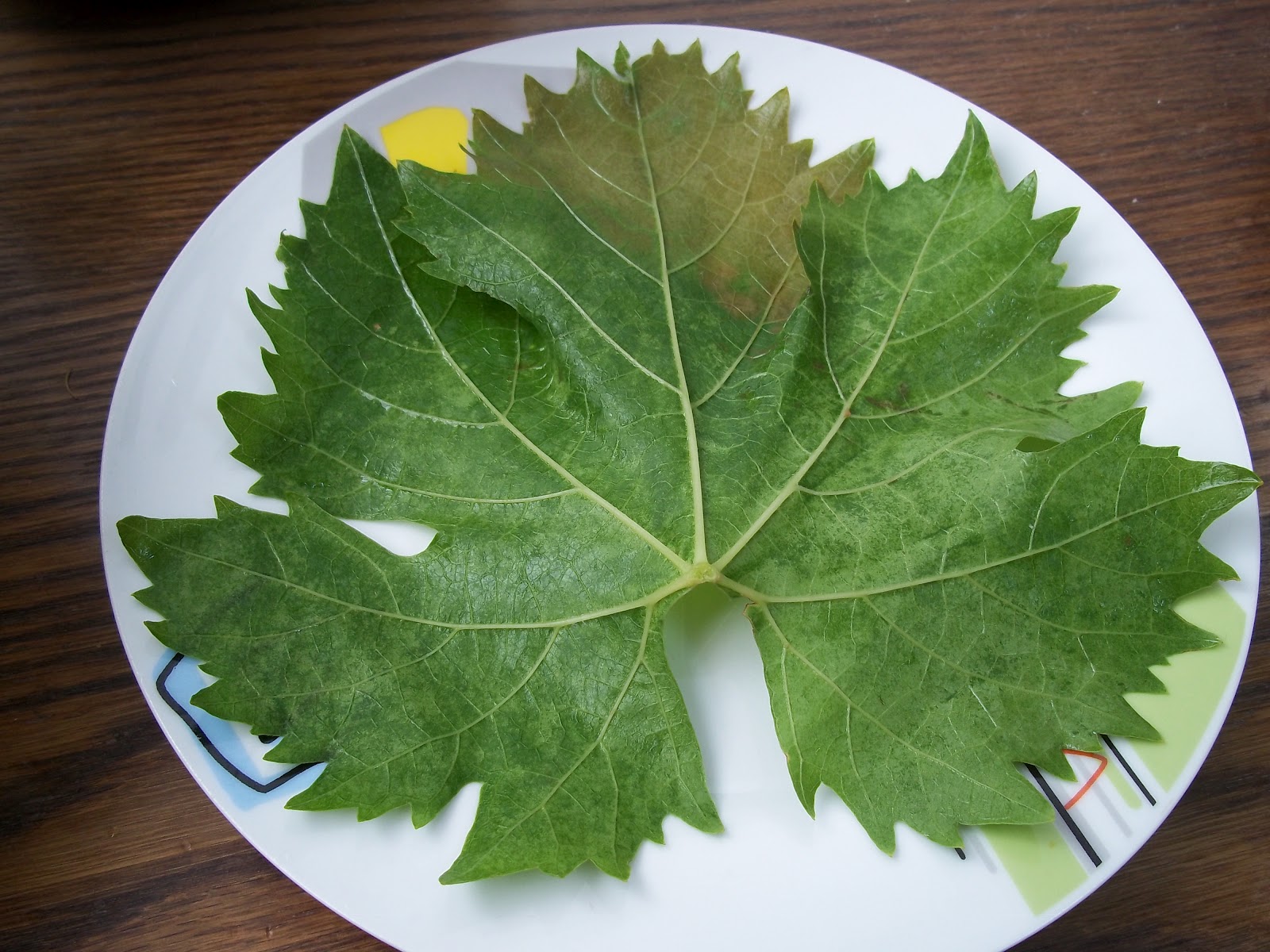 Armenian Stuffed Grape Leaves Recipe Frugal, Vegan Foraged Food