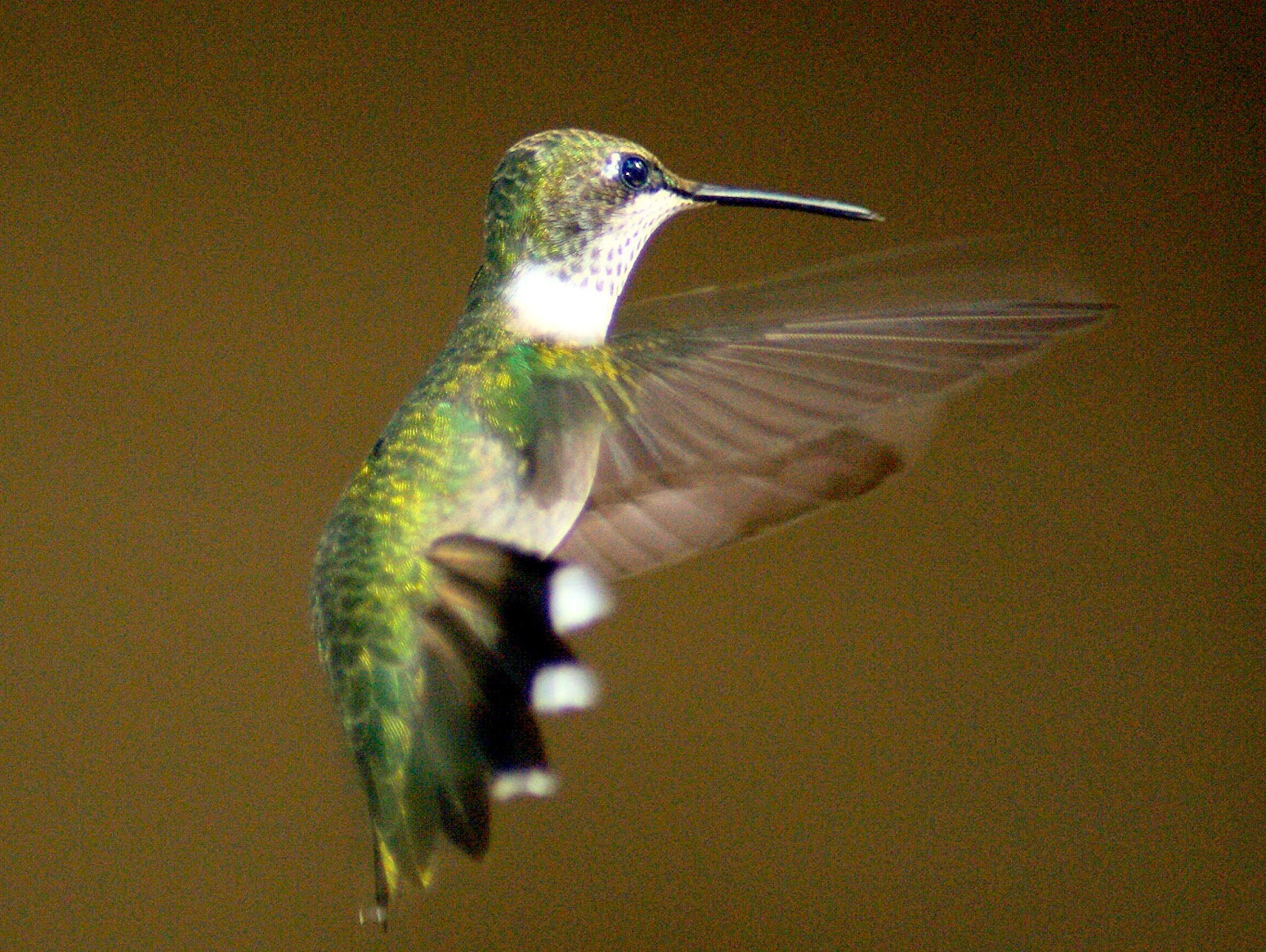 SE Texas Birding Wildlife Watching Hummingbirds At Kleb Woods