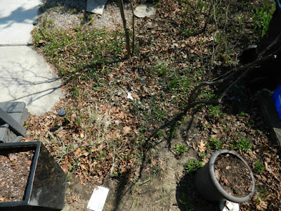 Parkdale Spring Yard Cleanup Before by Paul Jung Gardening Services a Toronto Gardening Company Parkdale Spring Yard Cleanup Before by Paul Jung Gardening Services a Toronto Gardening Company