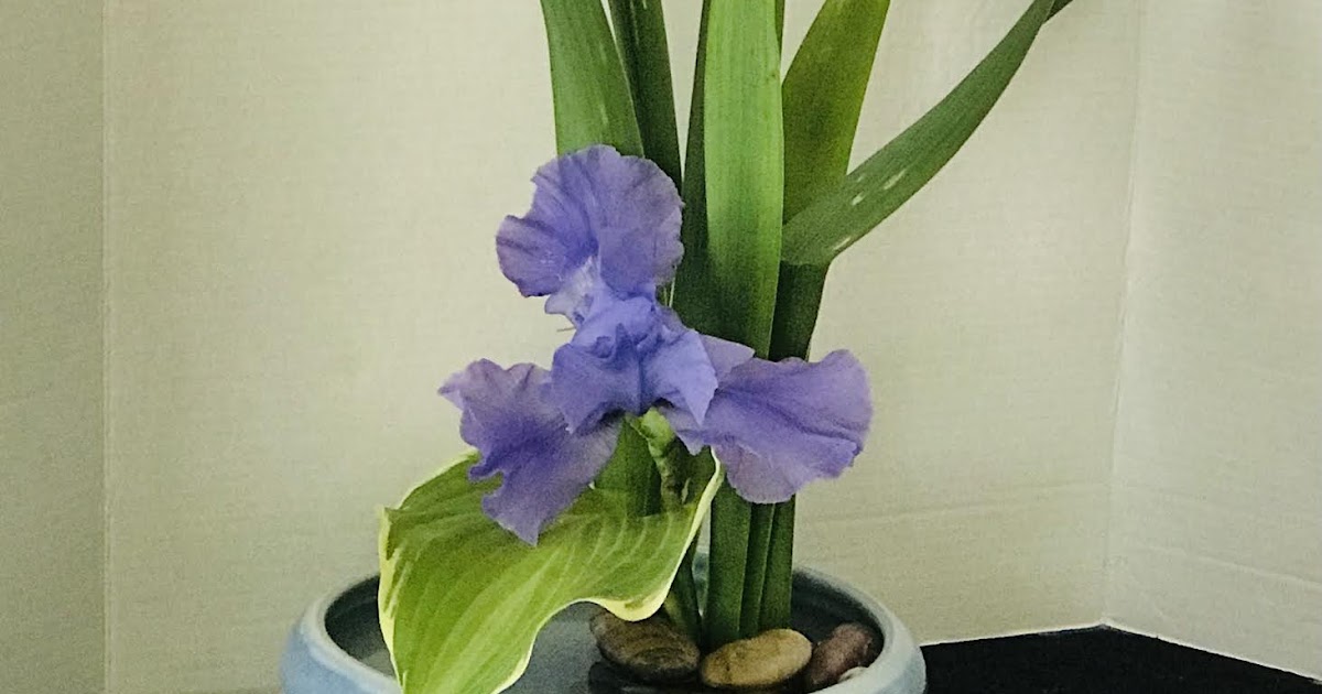 Orchids and Ikebana Arrangement Using Iris