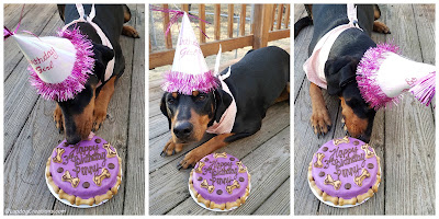 birthday dog cake doberman rescue hat